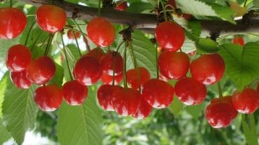 Cherry Farm (June 1-25)